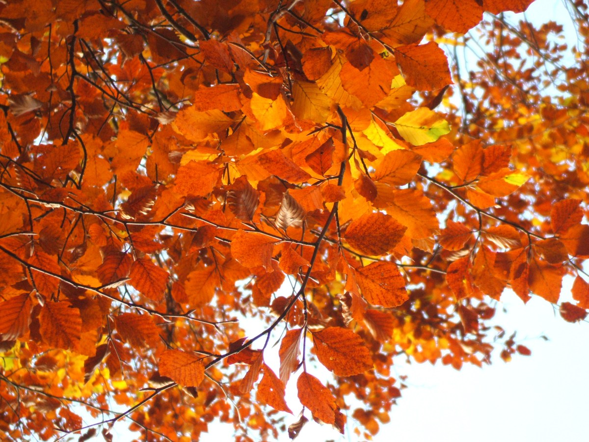 Terracotta, Russet &&nbsp;Rust